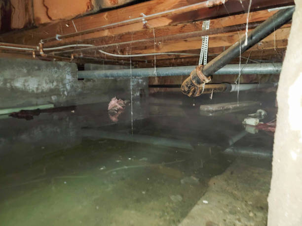 Best Basement water damage restoration  in Shackle Island, TN