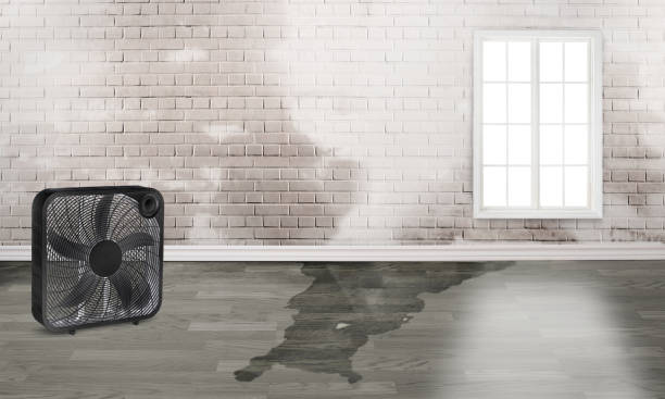 Best Fire Damage Restoration  in Shackle Island, TN
