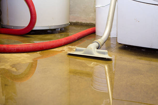 Best Water damage mitigation services  in Shackle Island, TN
