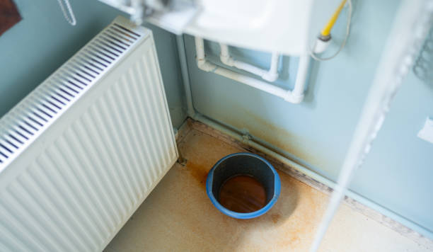Best Professional water damage repair  in Shackle Island, TN
