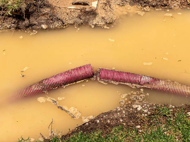 Best Local water damage restoration  in Shackle Island, TN