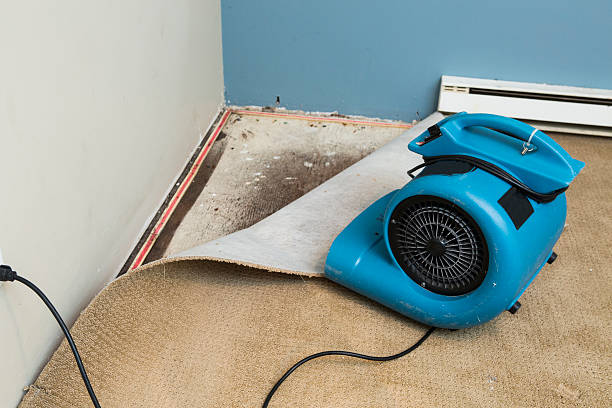 Best Water damage restoration cost  in Shackle Island, TN